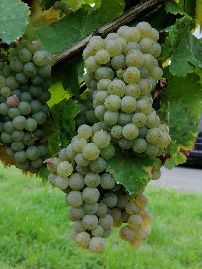 Weingut Licht-Stadtfeld Brauneberg Buitenkant foto